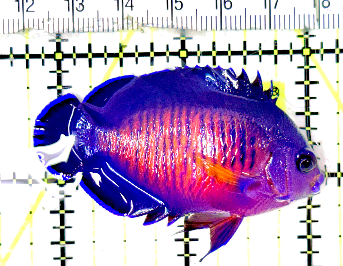 Coral Beauty Angelfish CBA070301 WYSIWYG Size: ML 2.25" approx