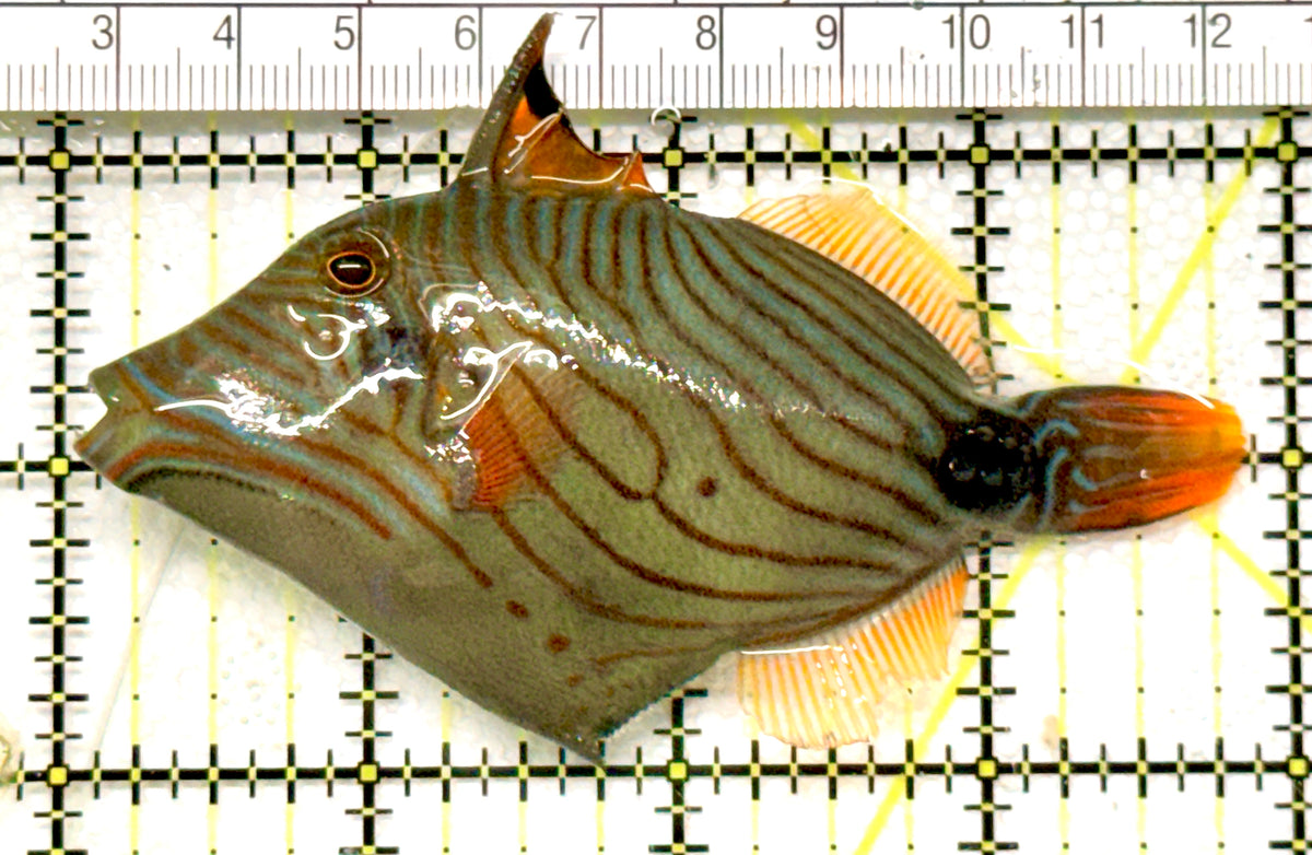 Undulated Triggerfish UT100501 WYSIWYG Size: L 4" approx