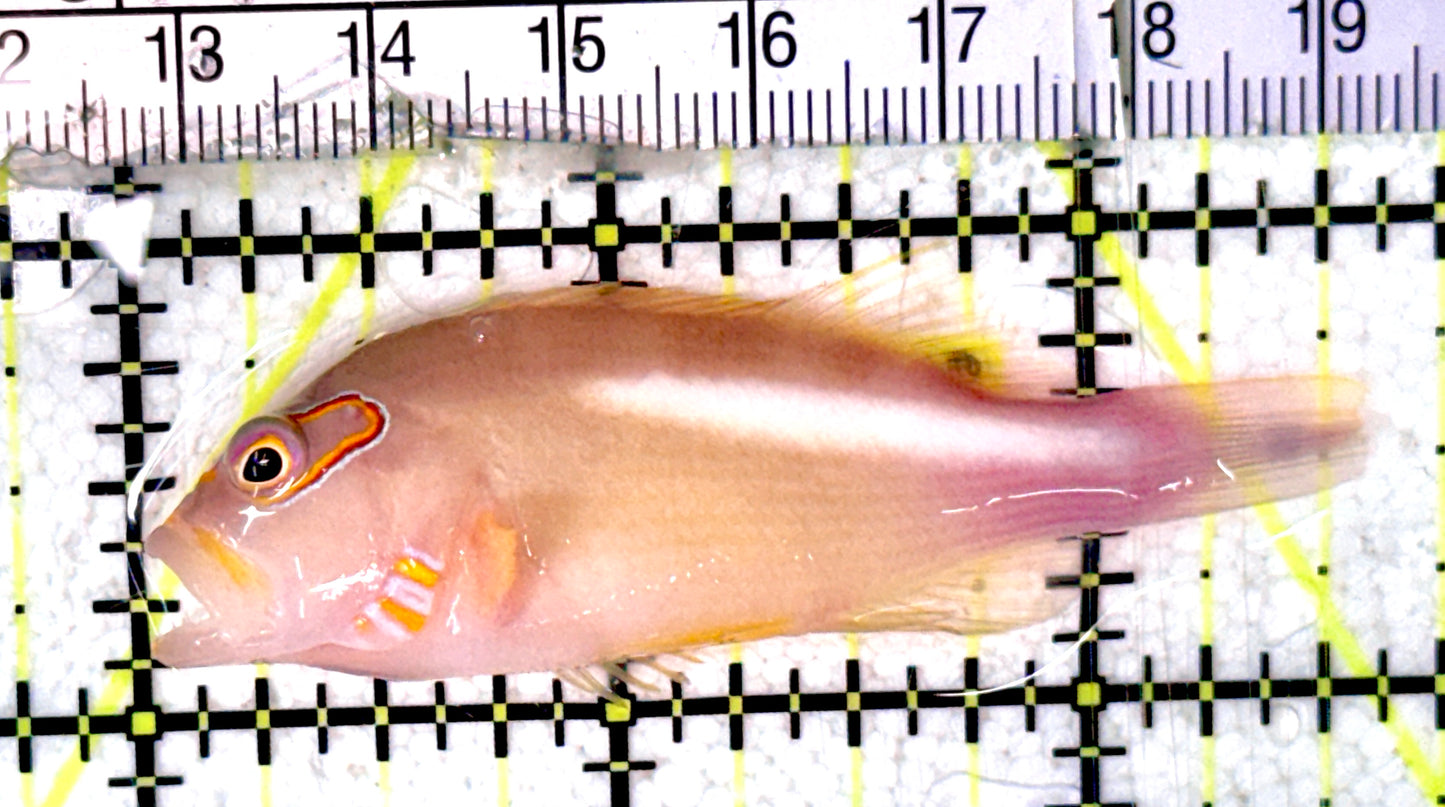 Arc-Eye Hawkfish AEH070302 WYSIWYG Size: L 2.5" approx