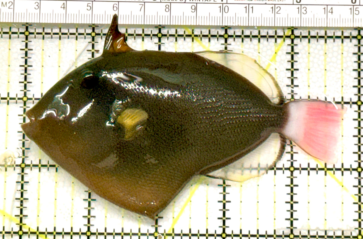Pink Tail Triggerfish PTT100501 WYSIWYG Size: L 4.75" approx