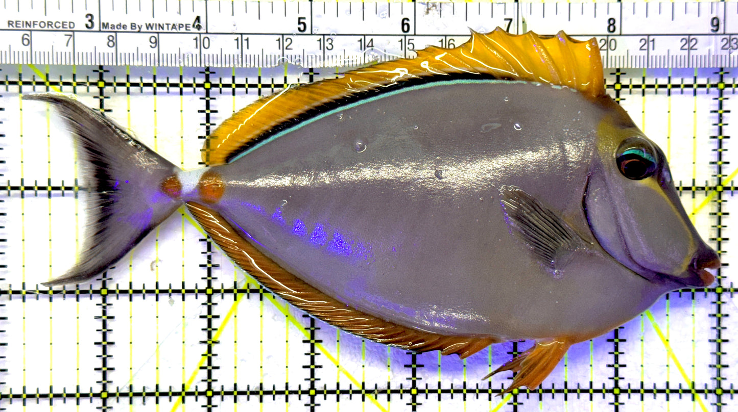 Naso Tang NT071901 WYSIWYG Size: XL 7" approx