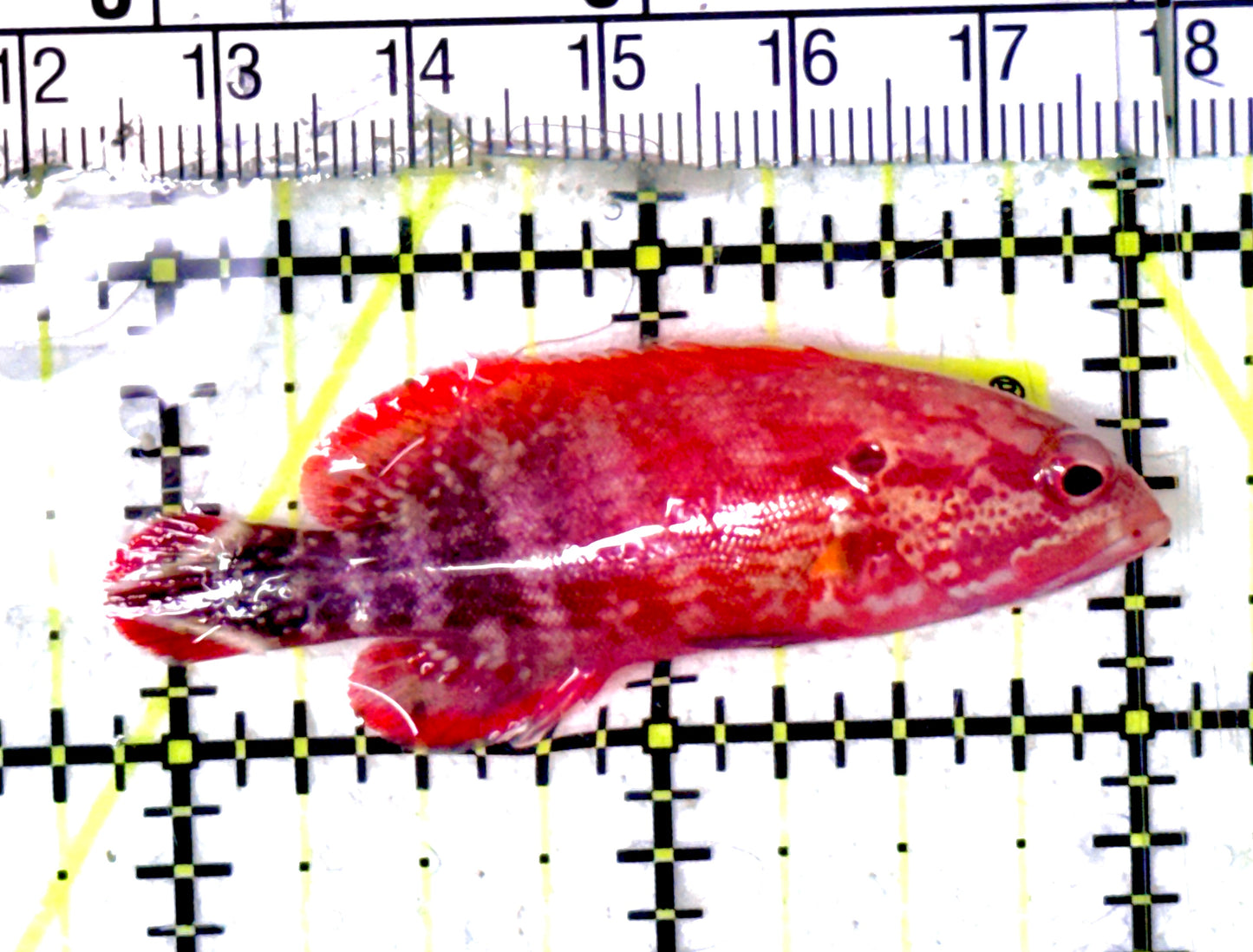 Red V-Tail Grouper RVTG070301 WYSIWYG Size: M 2"approx