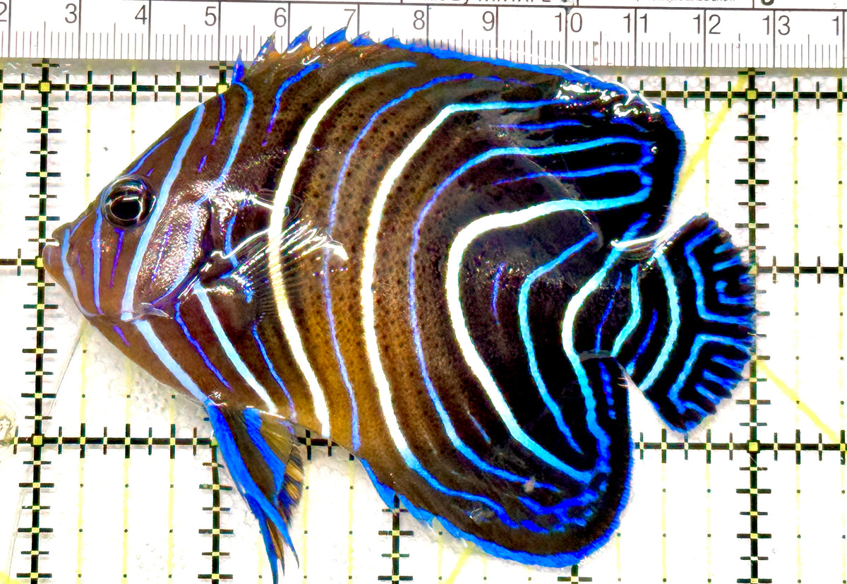 Koran Angelfish Juvenile KAJ100501 WYSIWYG Size: L 4" approx