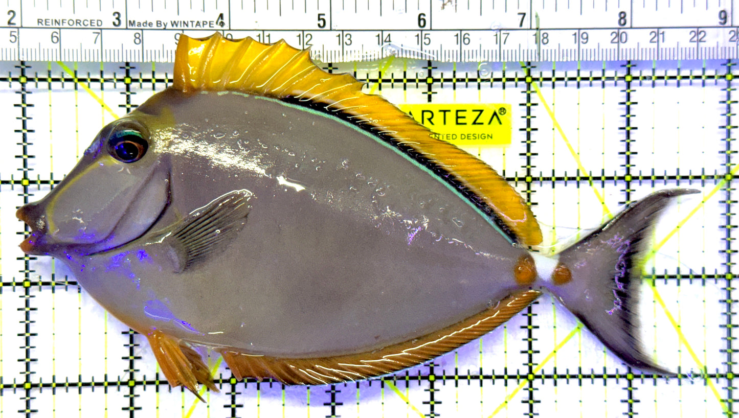 Blonde Naso Tang Streamers NT071901 WYSIWYG Size: XL 7" approx (Maldives Special Grade)