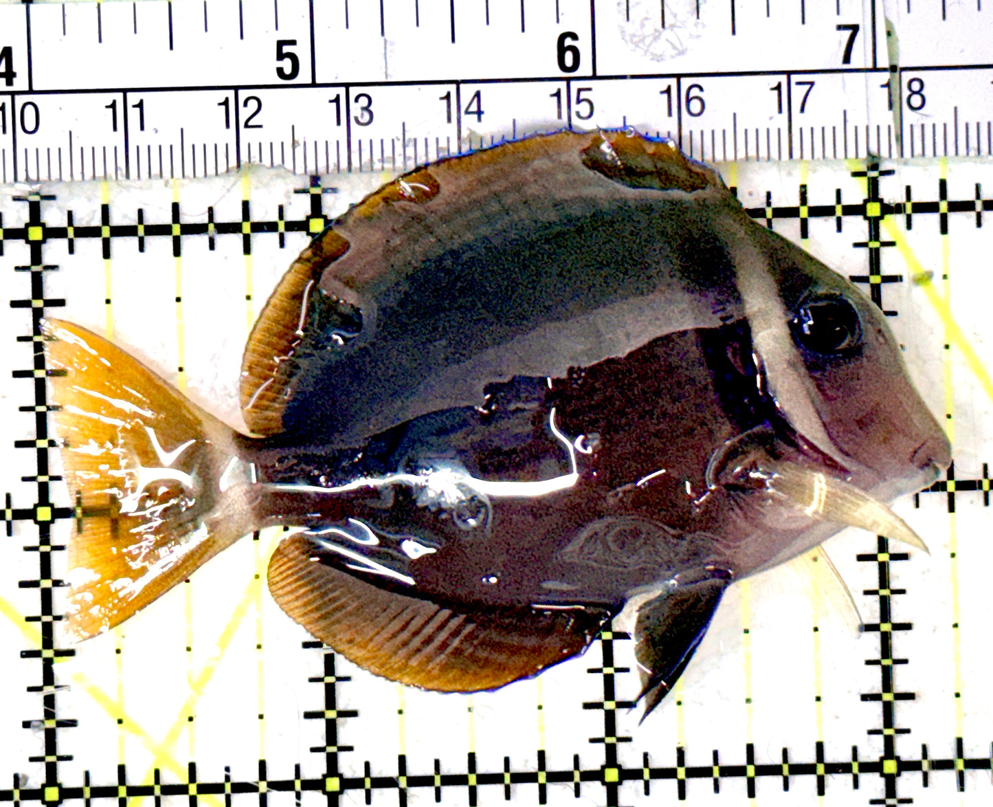 Rare Cebu Vibrant Whitebar Surgeonfish RCVWS070301 WYSIWYG Size: ML 3.25" approx