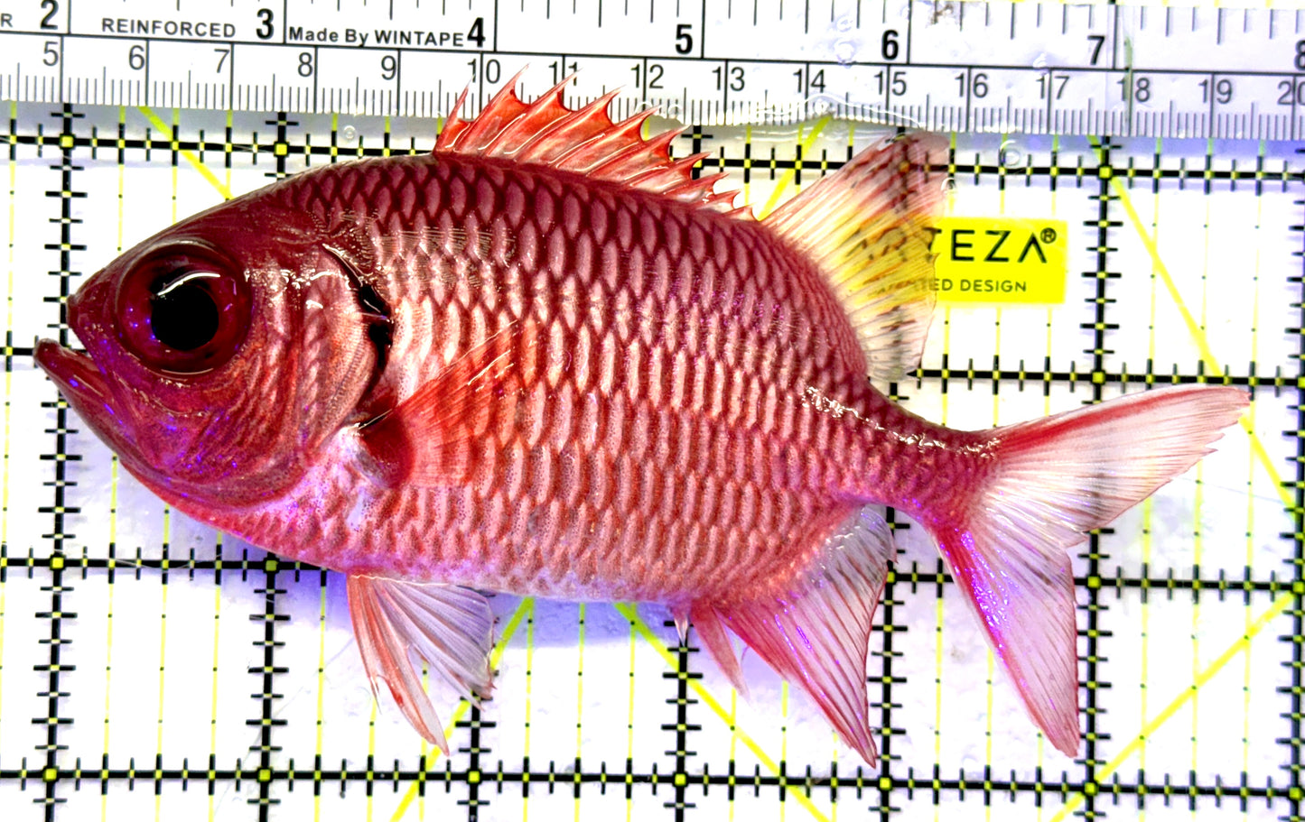 Red Soldier Fish RSF071901 WYSIWYG Size: XL 5.5" approx