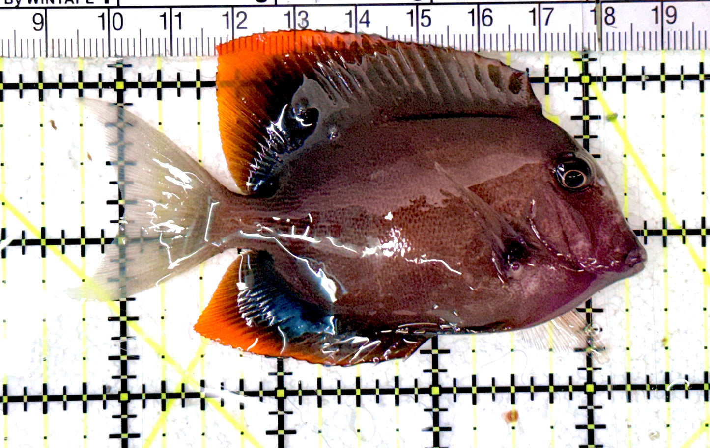 Flame Fin Tomini Tang FFTT070302 WYSIWYG Size: L 3.75" approx