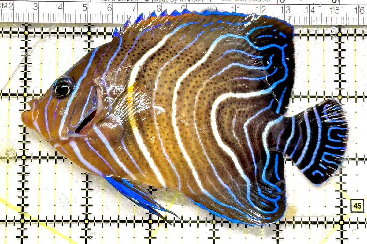 Koran Angelfish Juvenile KAJ100501 WYSIWYG Size: XL 5" approx