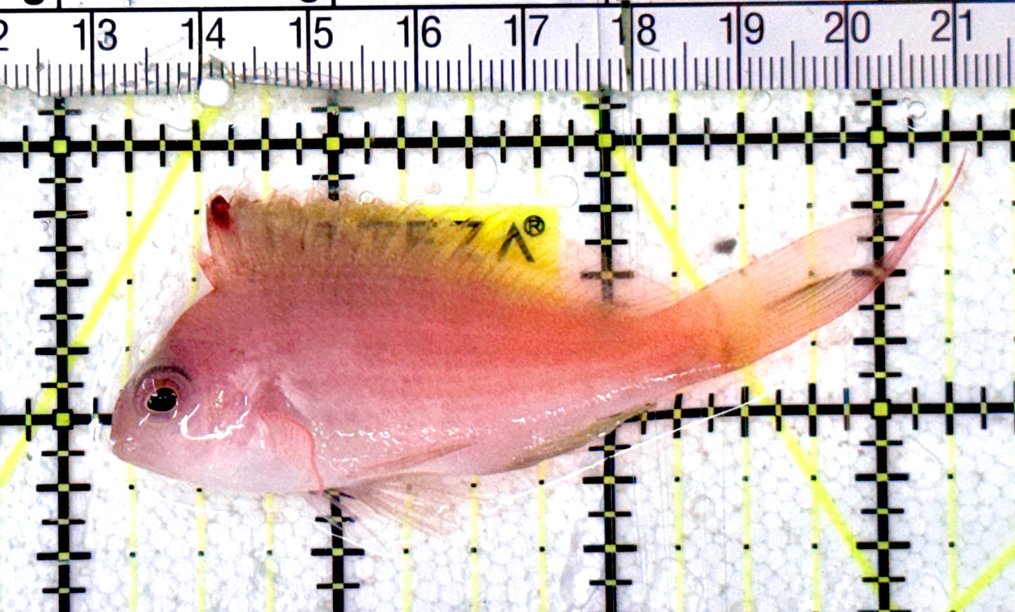 Swallowtail Soaring Hawkfish SSH070301 WYSIWYG Size: XL 3" approx