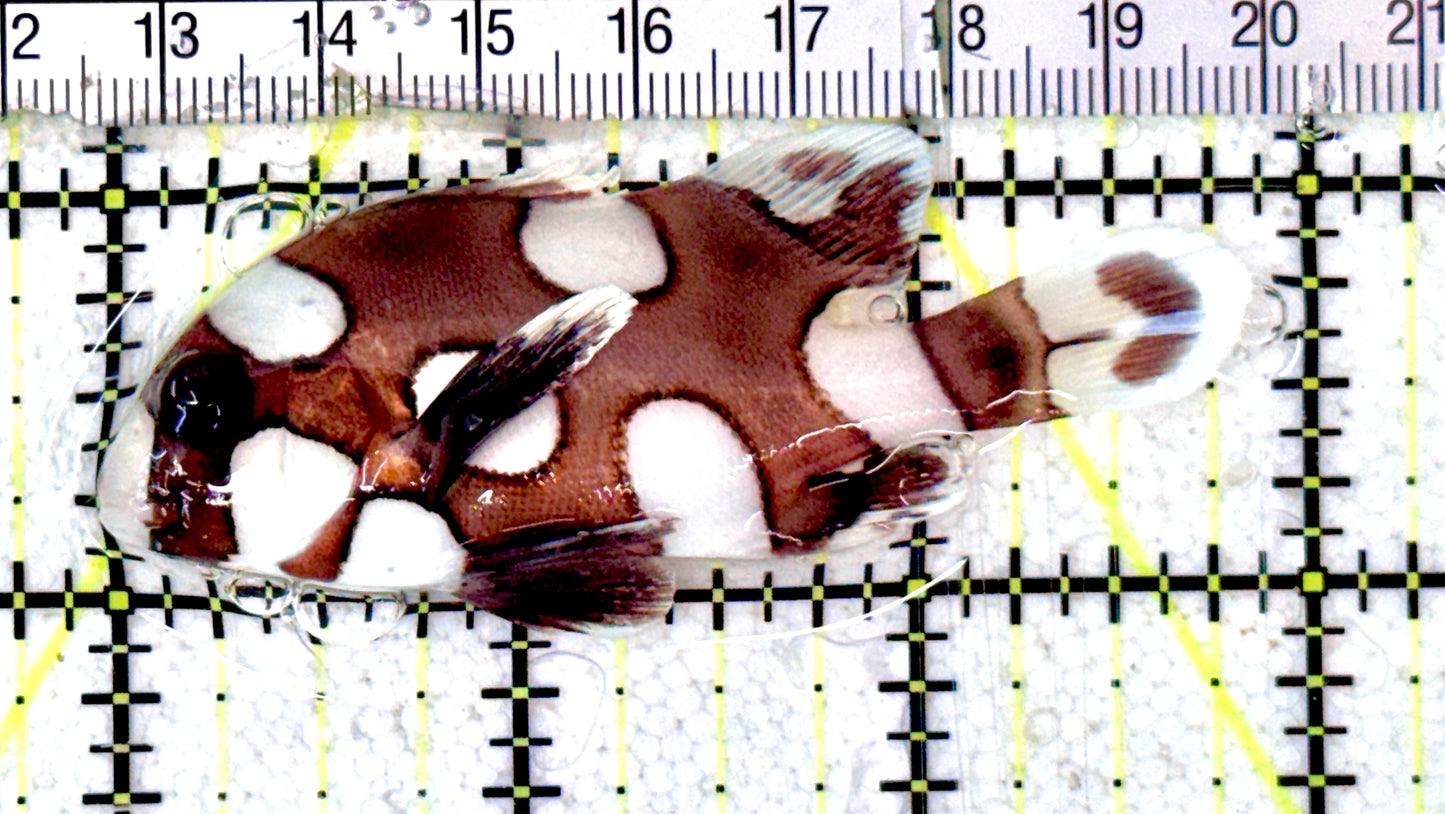 Harlequin Spotted Grunt Sweetlips HSGS070302 WYSIWYG Size: S 3" approx