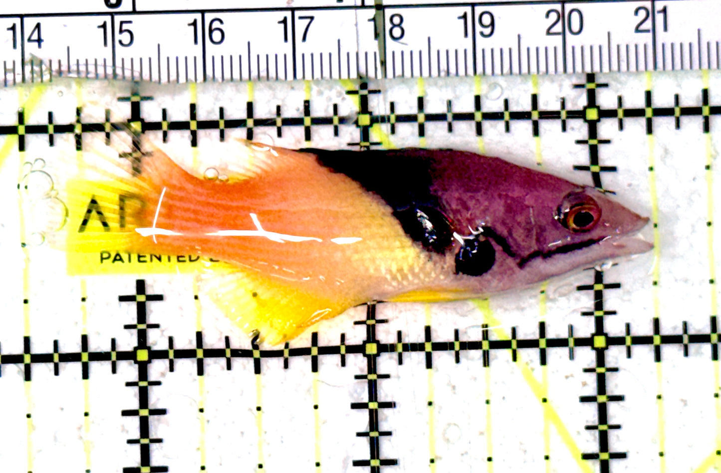 Eclipse Hogfish EH070302 WYSIWYG Size: M 2.5" approx