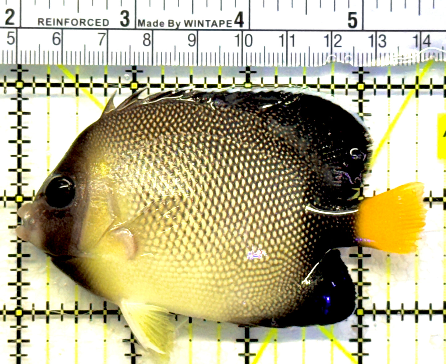 Cream Angelfish CA071901 WYSIWYG Size: ML 3.5" approx