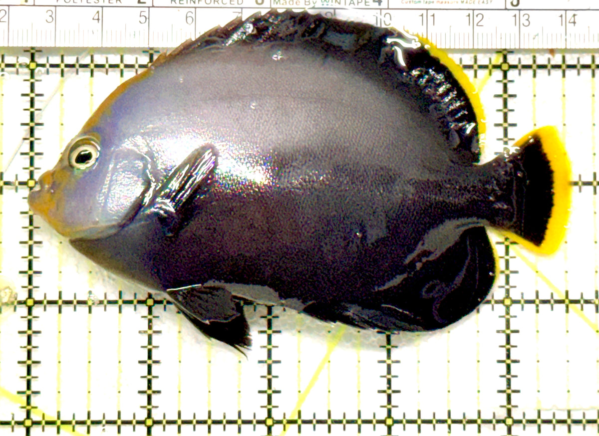 Grey Poma Angelfish GPA100502 WYSIWYG Size: XL 4.5" approx