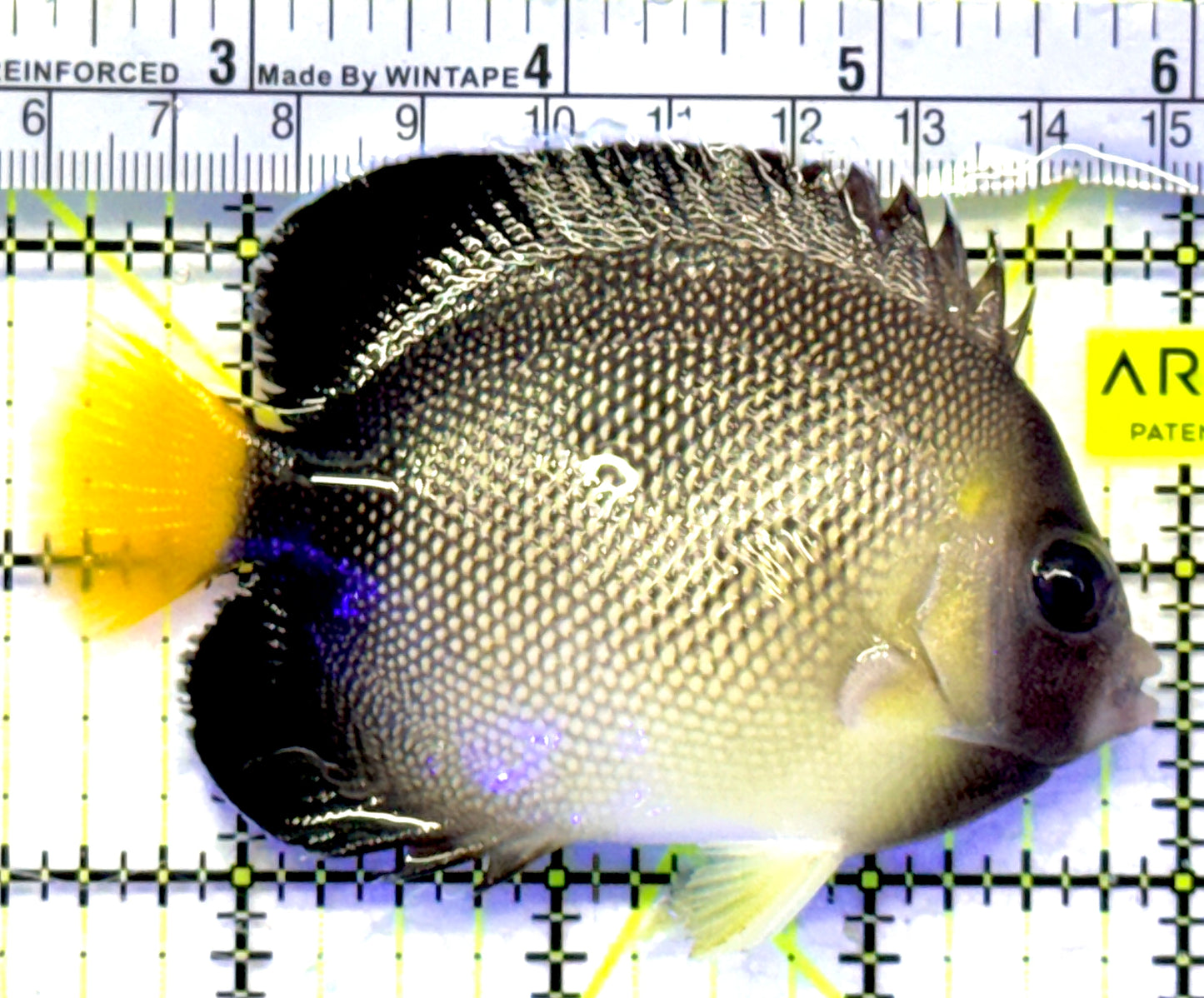 Cream Angelfish CA071901 WYSIWYG Size: ML 3.5" approx