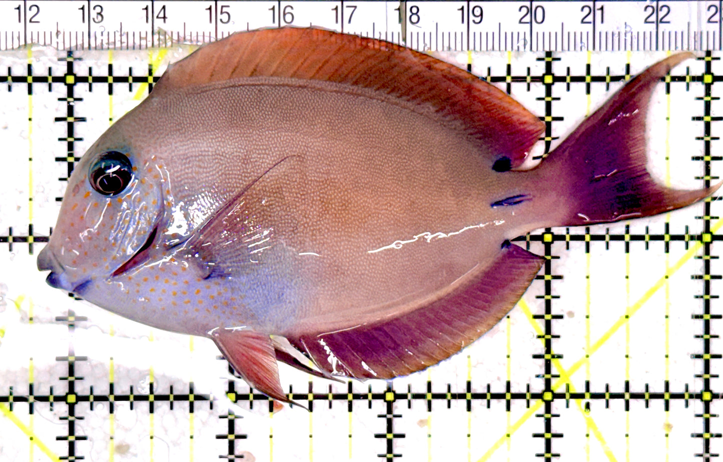 Lavender Tang LT070301 WYSIWYG Size:ML 4.25" approx