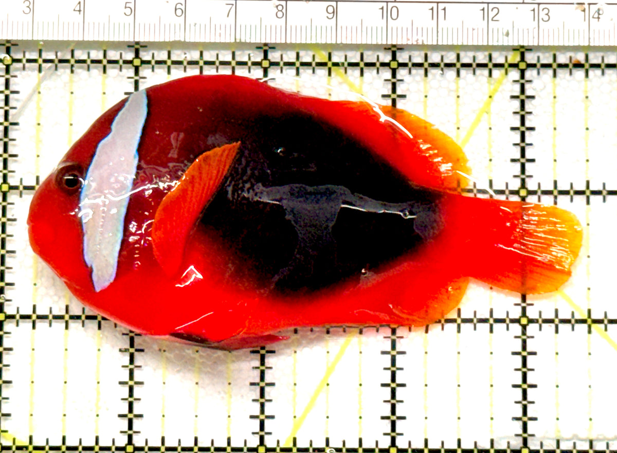 Cinnamon Clownfish CC100601 WYSIWYG Size: XXL 4.25 approx