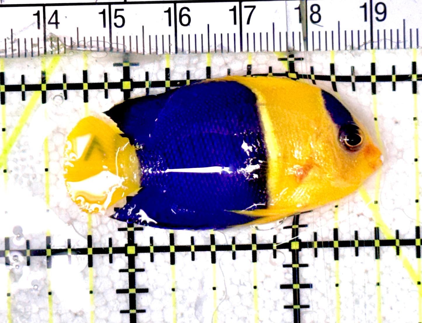 Bicolor Angelfish BA070302 WYSIWYG Size: M 2" approx