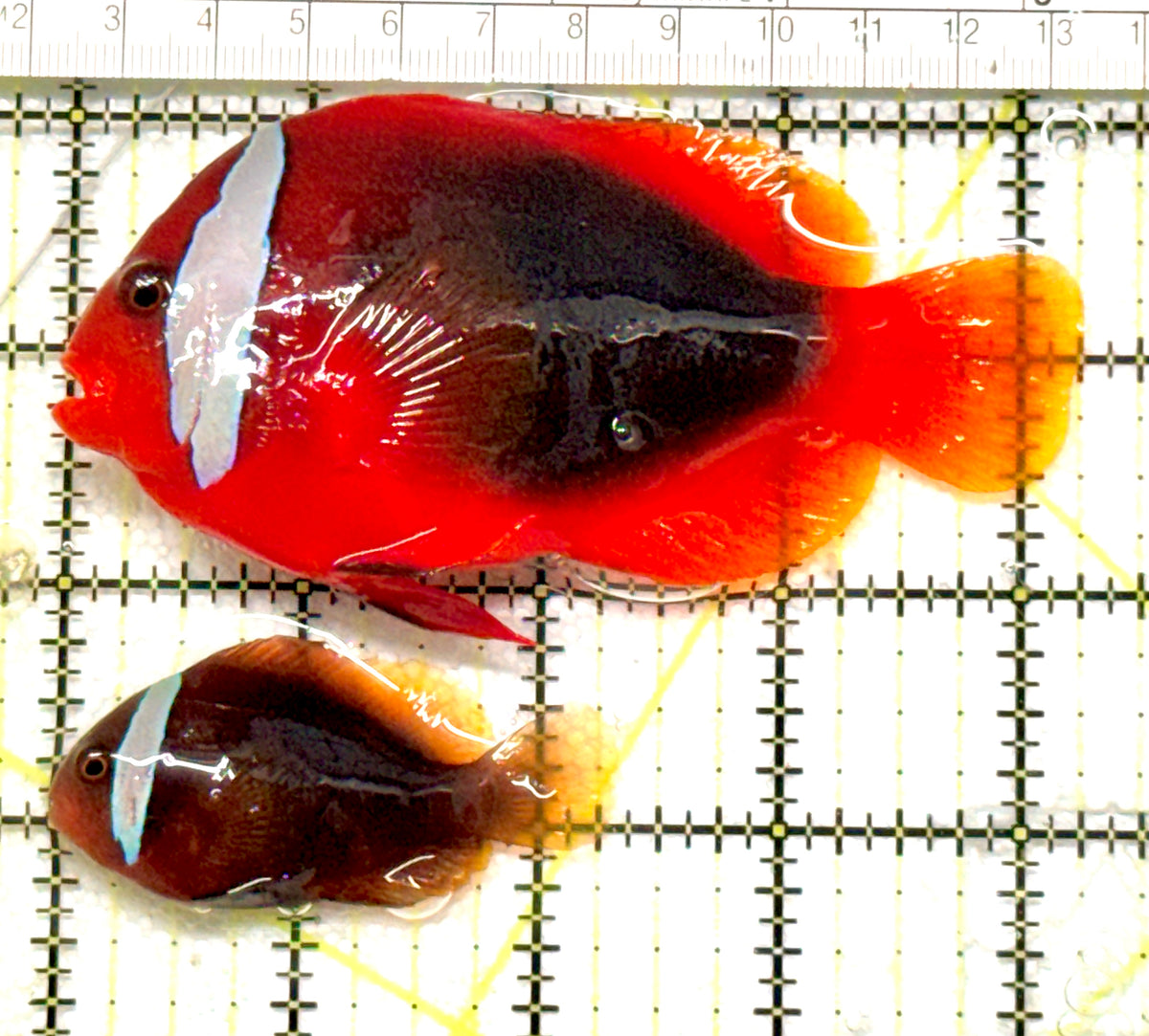 Cinnamon Clownfish Bonded Pair CCBP100602 WYSIWYG Size(Show Female 4.25" & Small Male S 2.25" ): Show approx