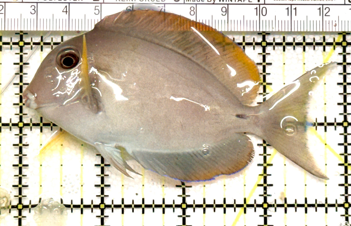 Yellow Fin Tang Fish YFTF100601 WYSIWYG Size: M 4" approx