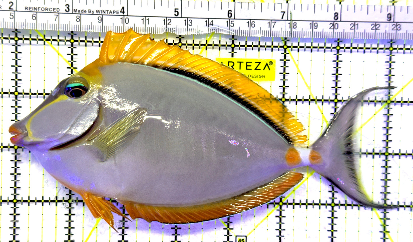 Blonde Naso Tang Streamers NT071903 WYSIWYG Size: XXL Streamers 7.25" approx (Maldives Special Grade)