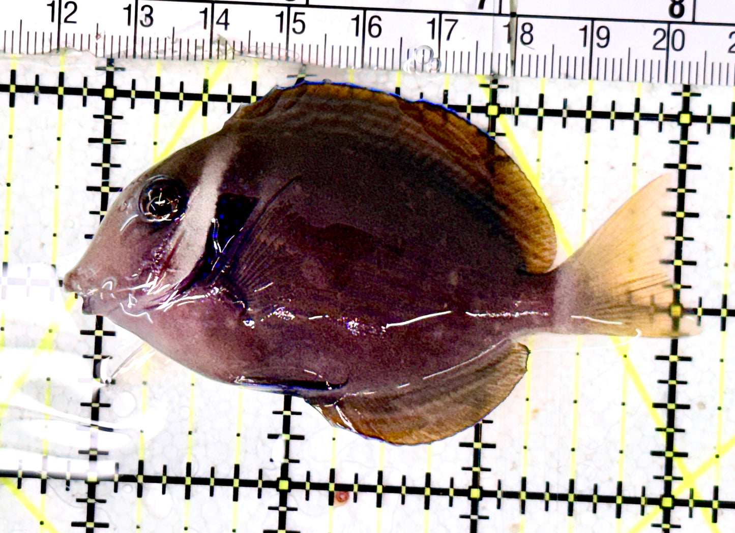 Rare Cebu Vibrant Whitebar Surgeonfish RCVWS070303 WYSIWYG Size: ML 3.25" approx