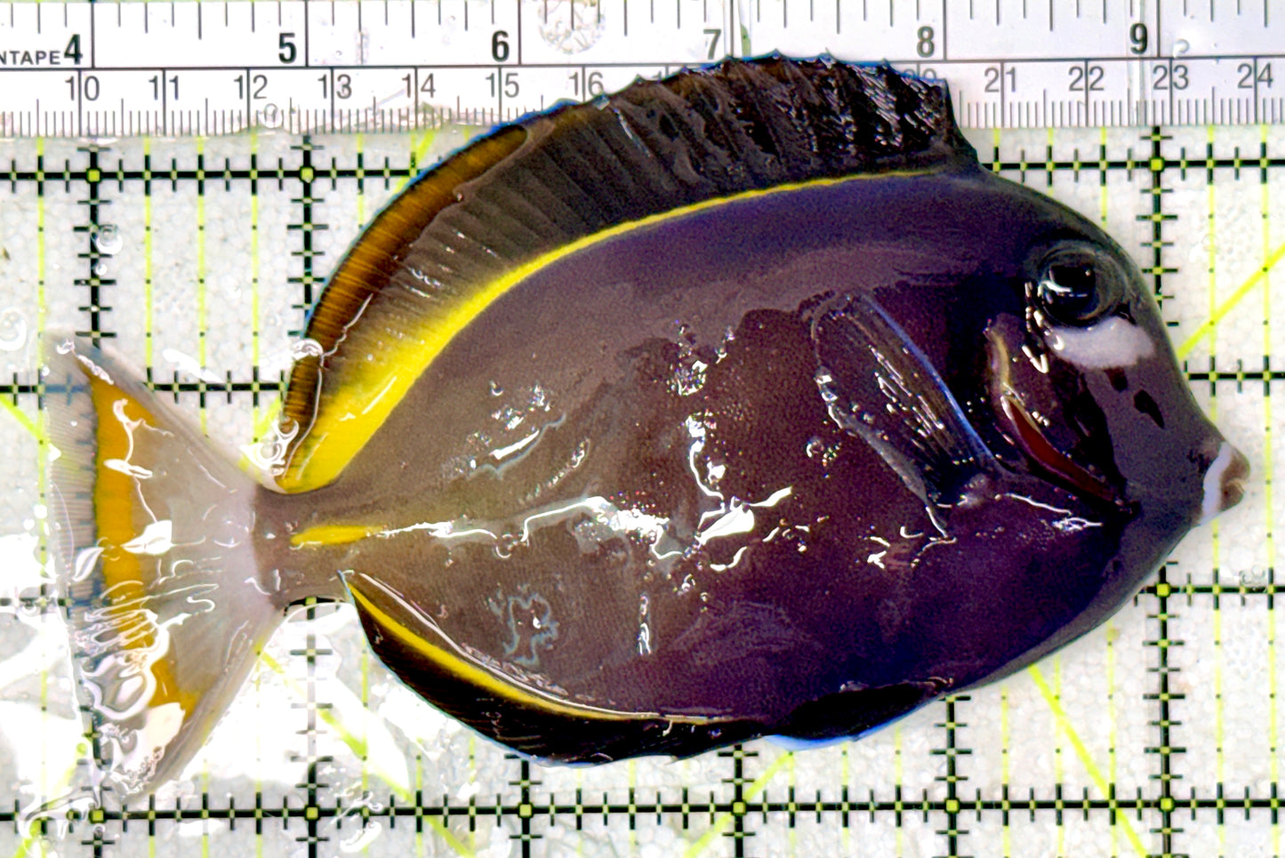 Gold Rim Tang GRT070401 WYSIWYG Size: XL 5.75"