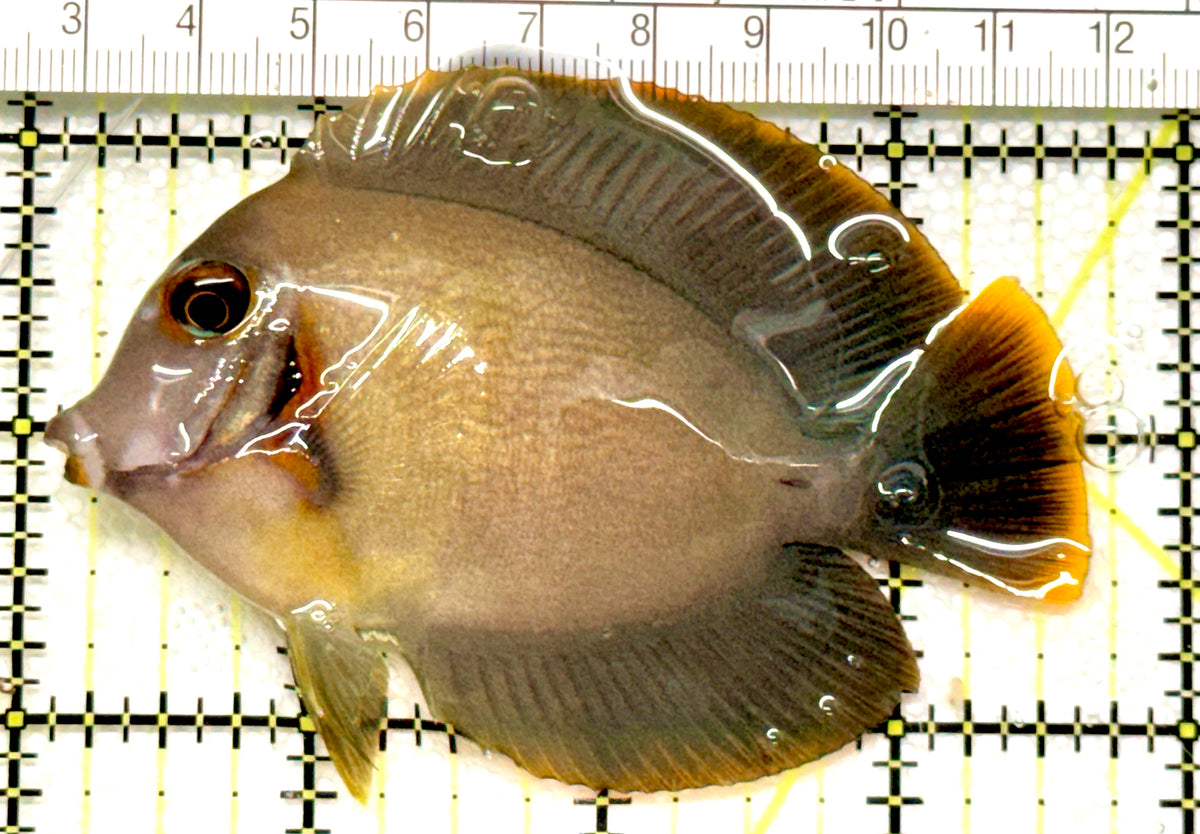 Chocolate Tang (Yellow Mimic when Juvenile) CT100601 WYSIWYG Size: M 3.75" approx