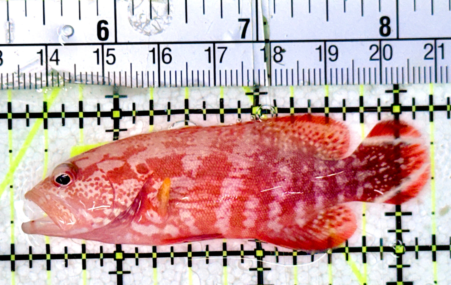 Red V-Tail Grouper RVTG070301 WYSIWYG Size: M 3"