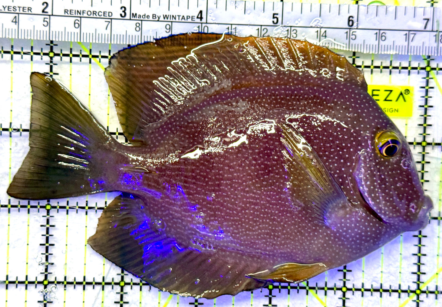 Yellow Eye Kole Tang (Spotted) YET071901 WYSIWYG Size: L 5.5"