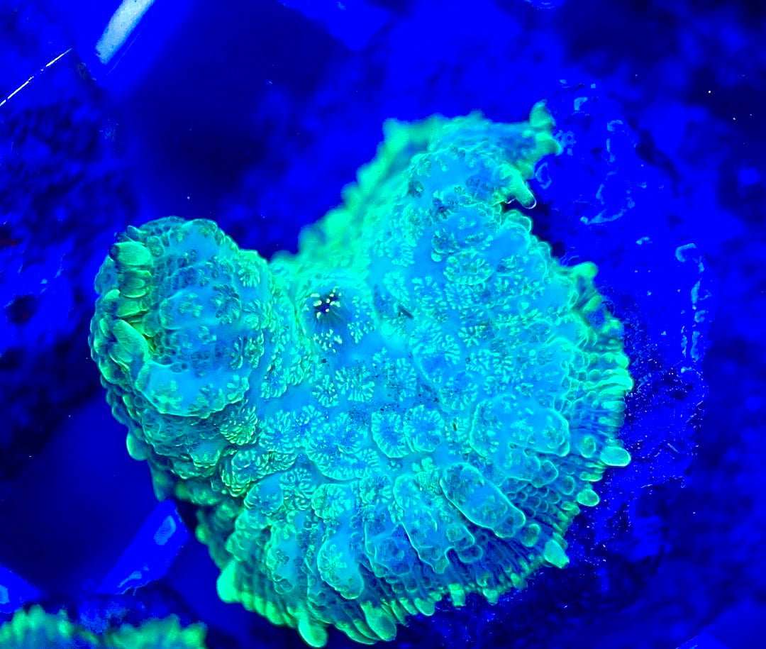Aussie Bullseye Mushroom ABM042306 WYSIWYG