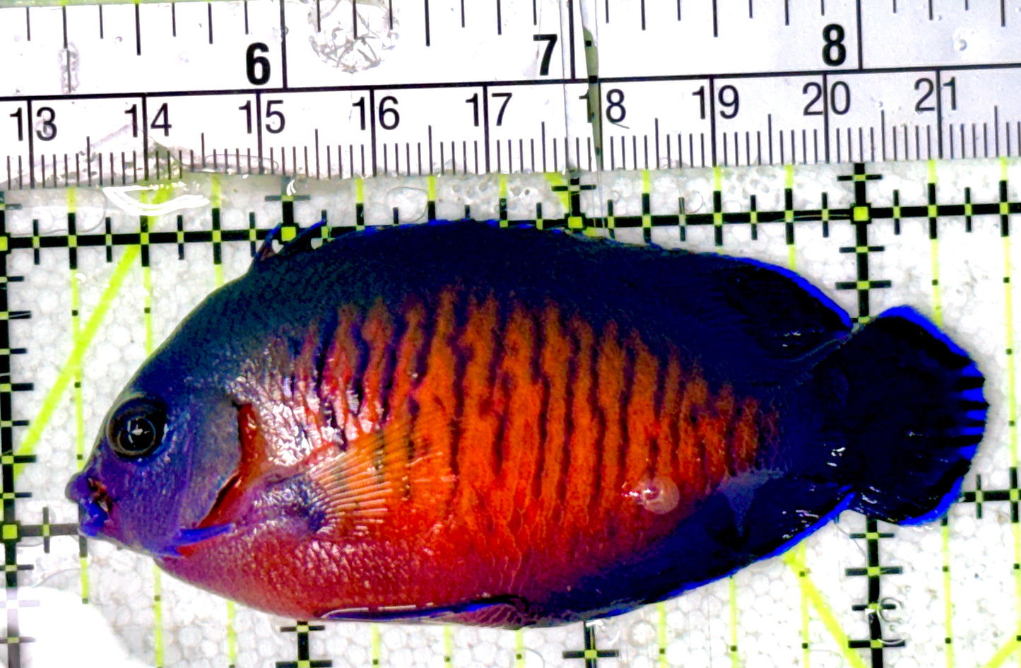 Coral Beauty Angelfish CBA070302 WYSIWYG Size: L 3.25"