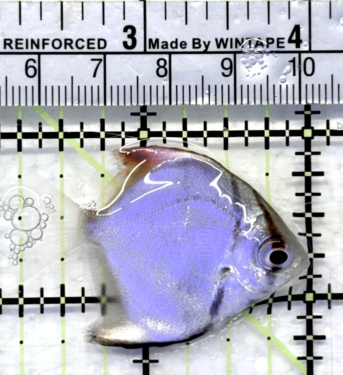 Mono Angelfish MA071901 WYSIWYG Size: SM 1.75"