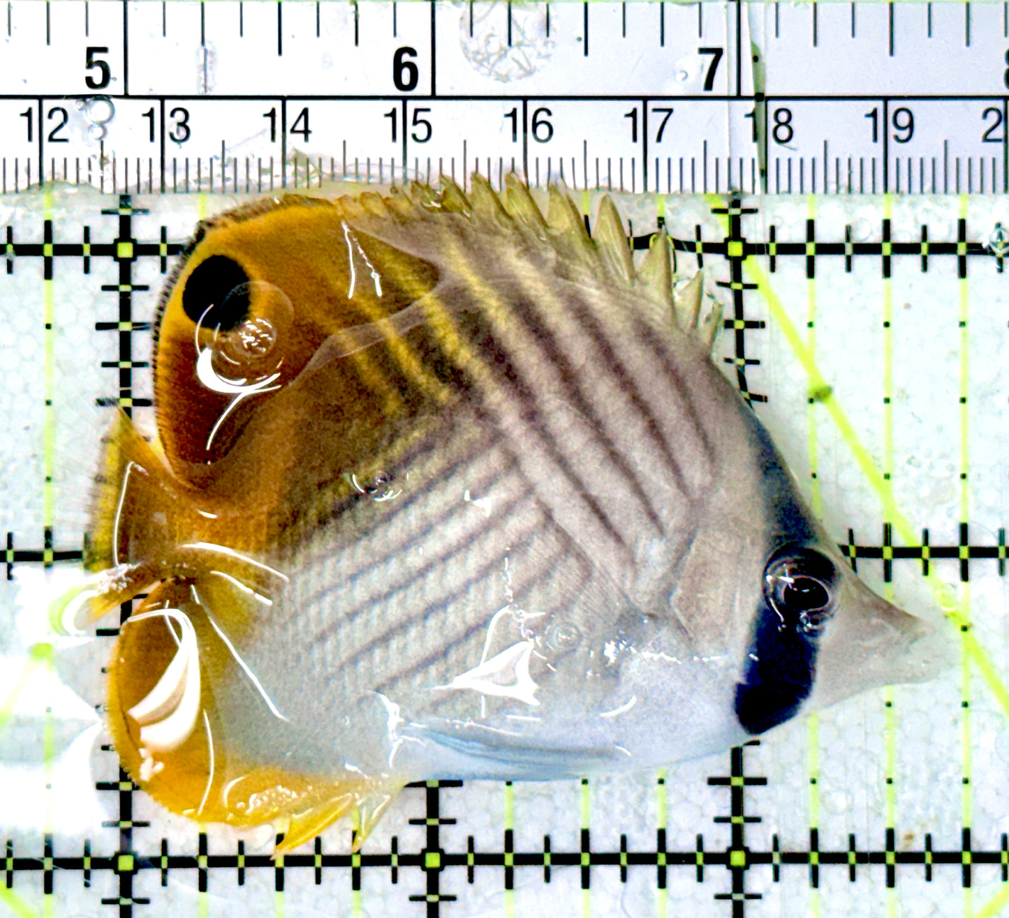 Auriga Butterflyfish AB070301 WYSIWYG Size: M 3"