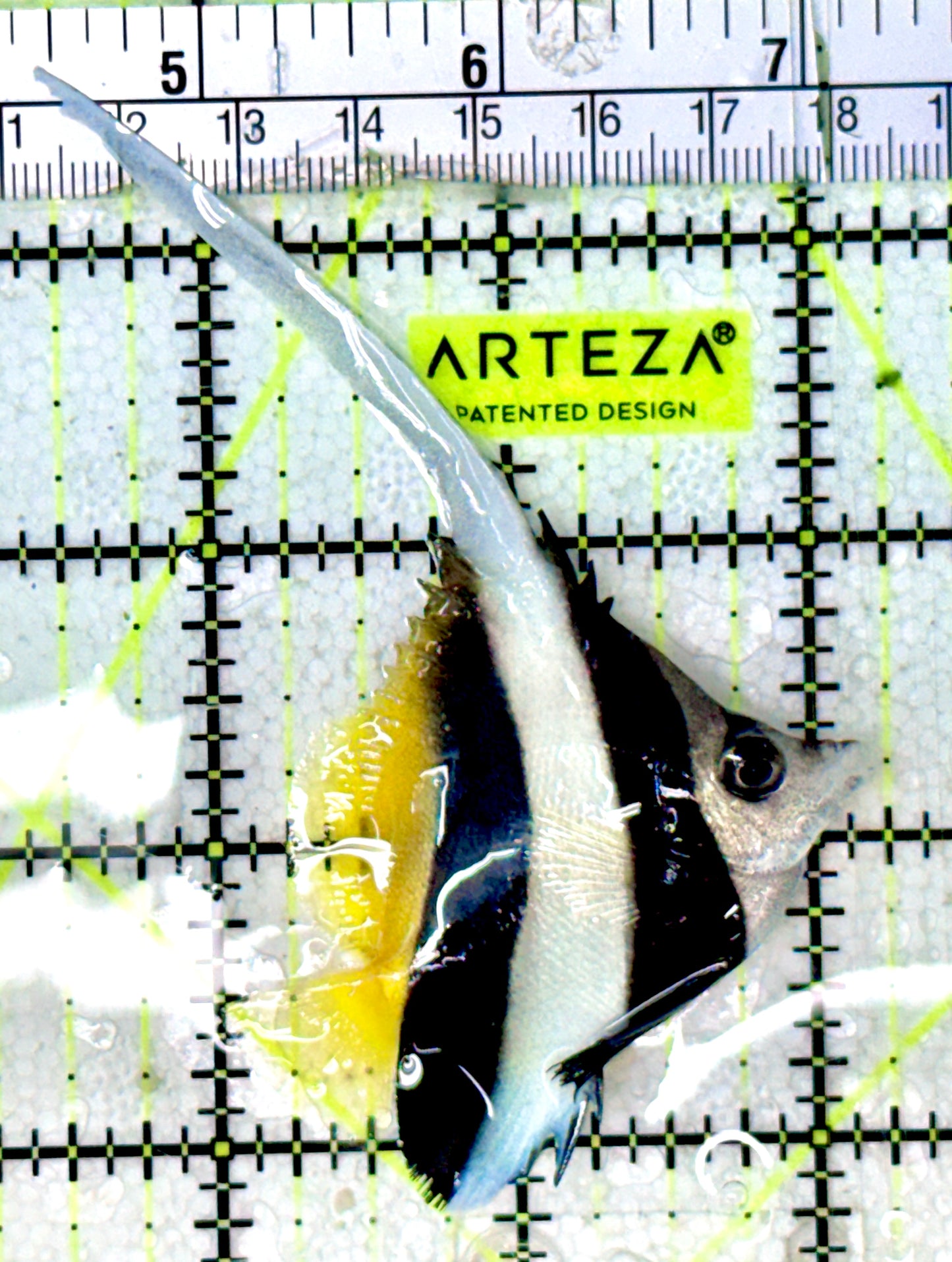 Heniochus Butterflyfish (Reef Safe) HB070301 WYSIWYG Size: M 2.75"