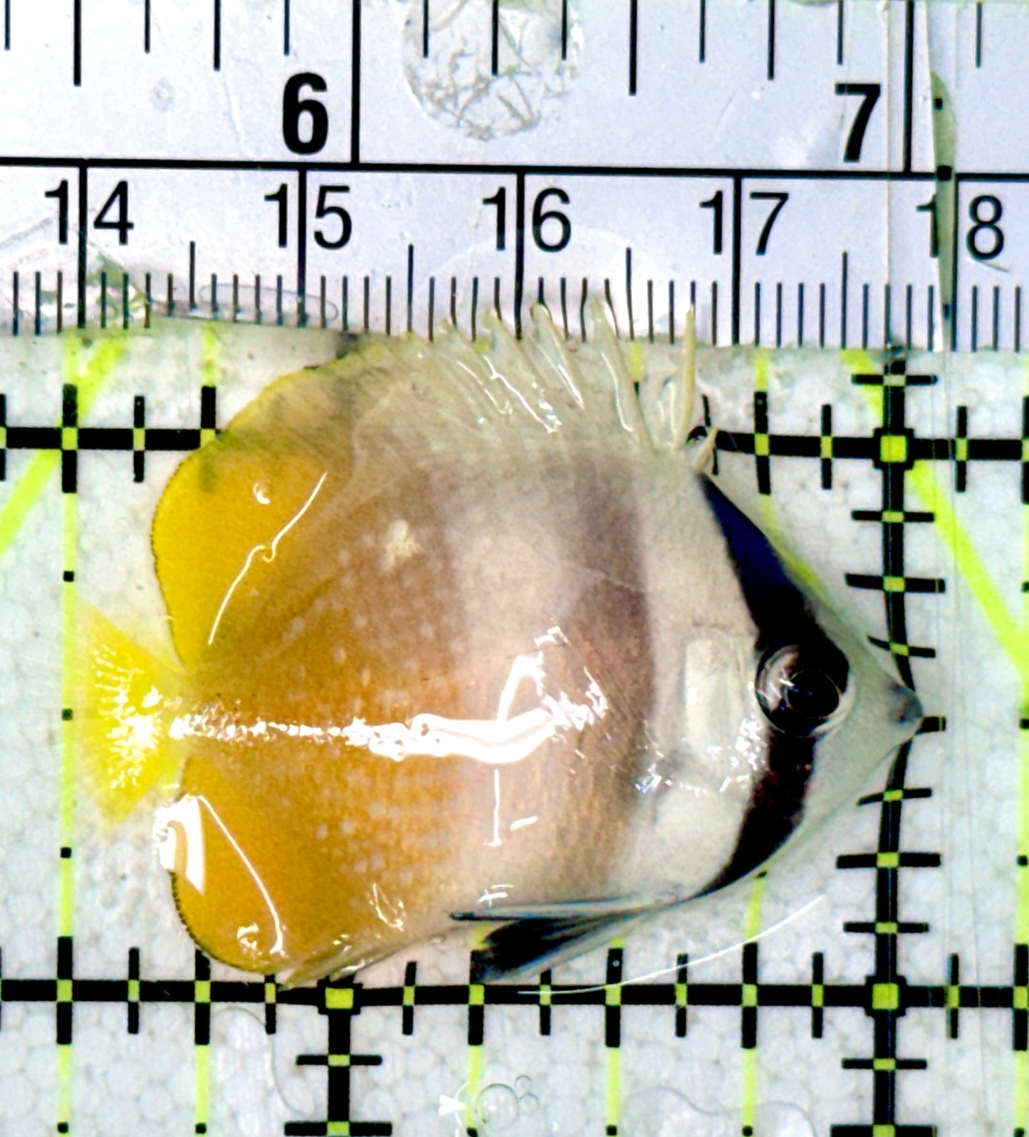 Klein's Butterflyfish KB070301 WYSIWYG Size: S 1.5”