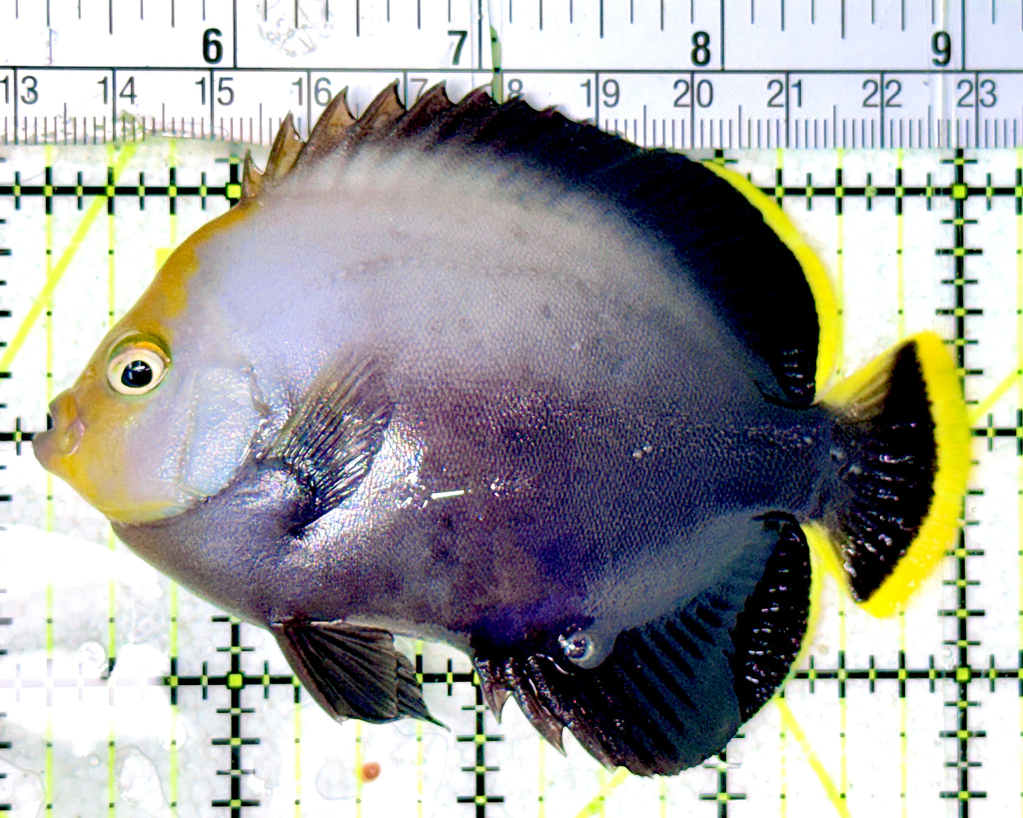 Grey Poma Angelfish GPA070301 WYSIWYG Size: L 4"