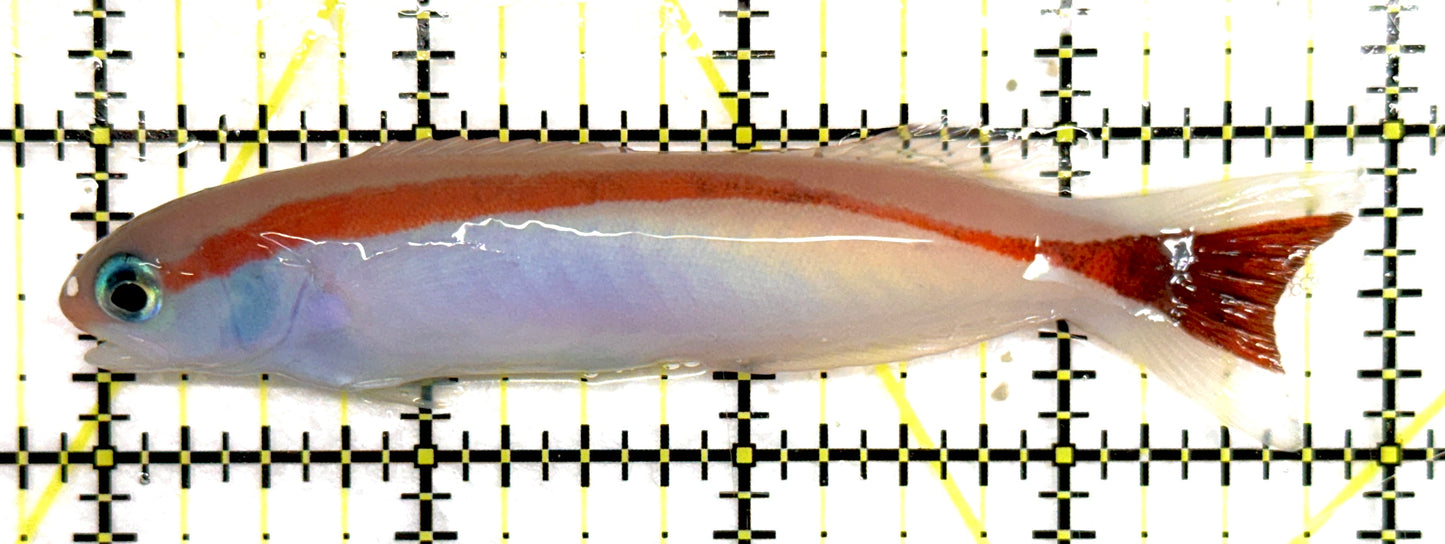 Marcosi Skunk Tilefish MST092101 WYSIWYG Size: L 4" approx