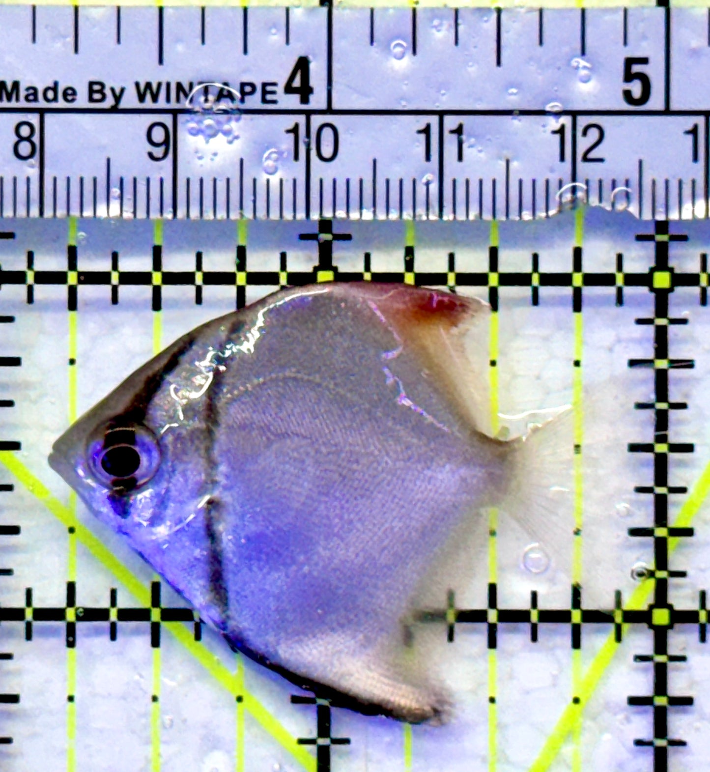 Mono Angelfish MA071902 WYSIWYG Size: SM 2"