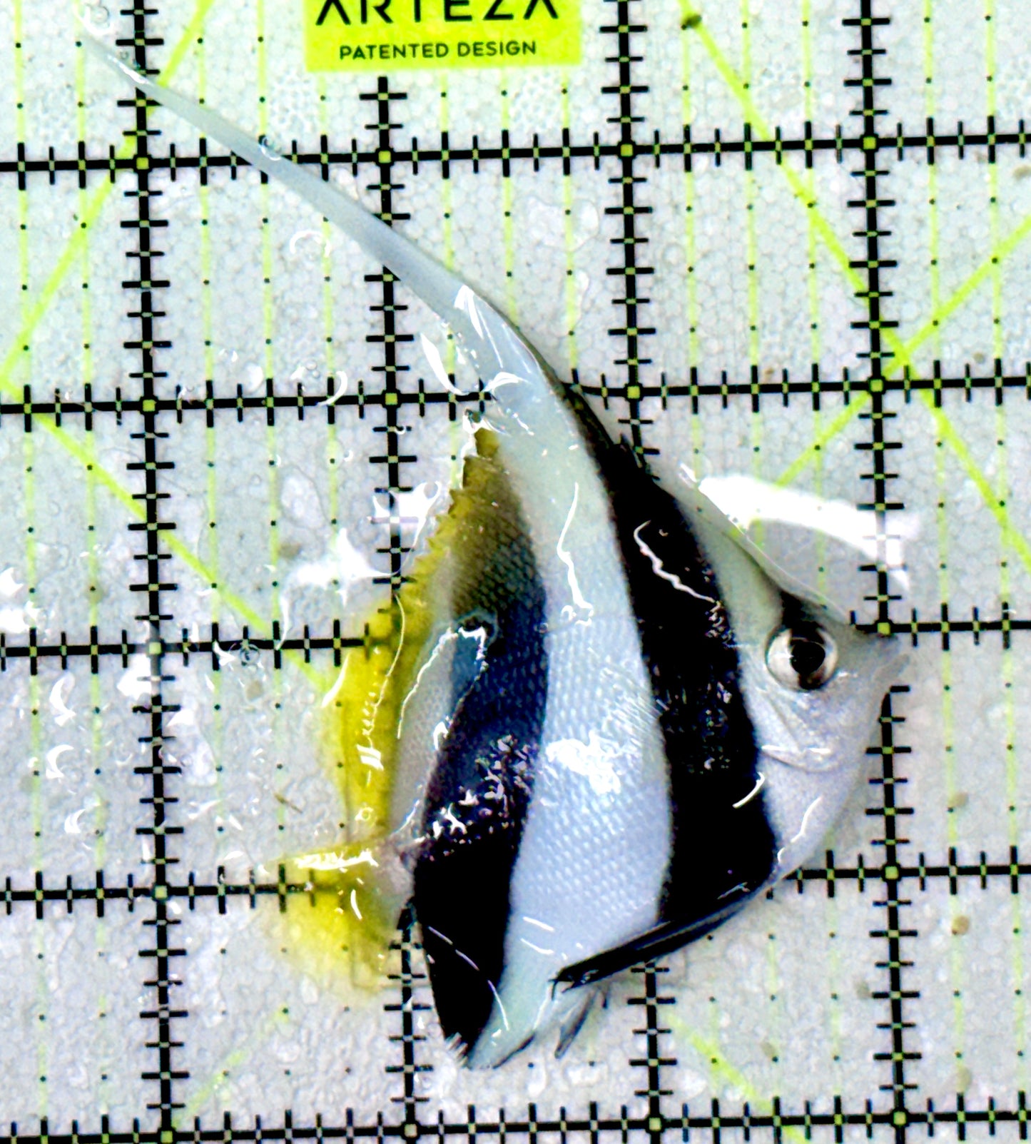 Heniochus Butterflyfish (Reef Safe) HB070302 WYSIWYG Size: M 3"