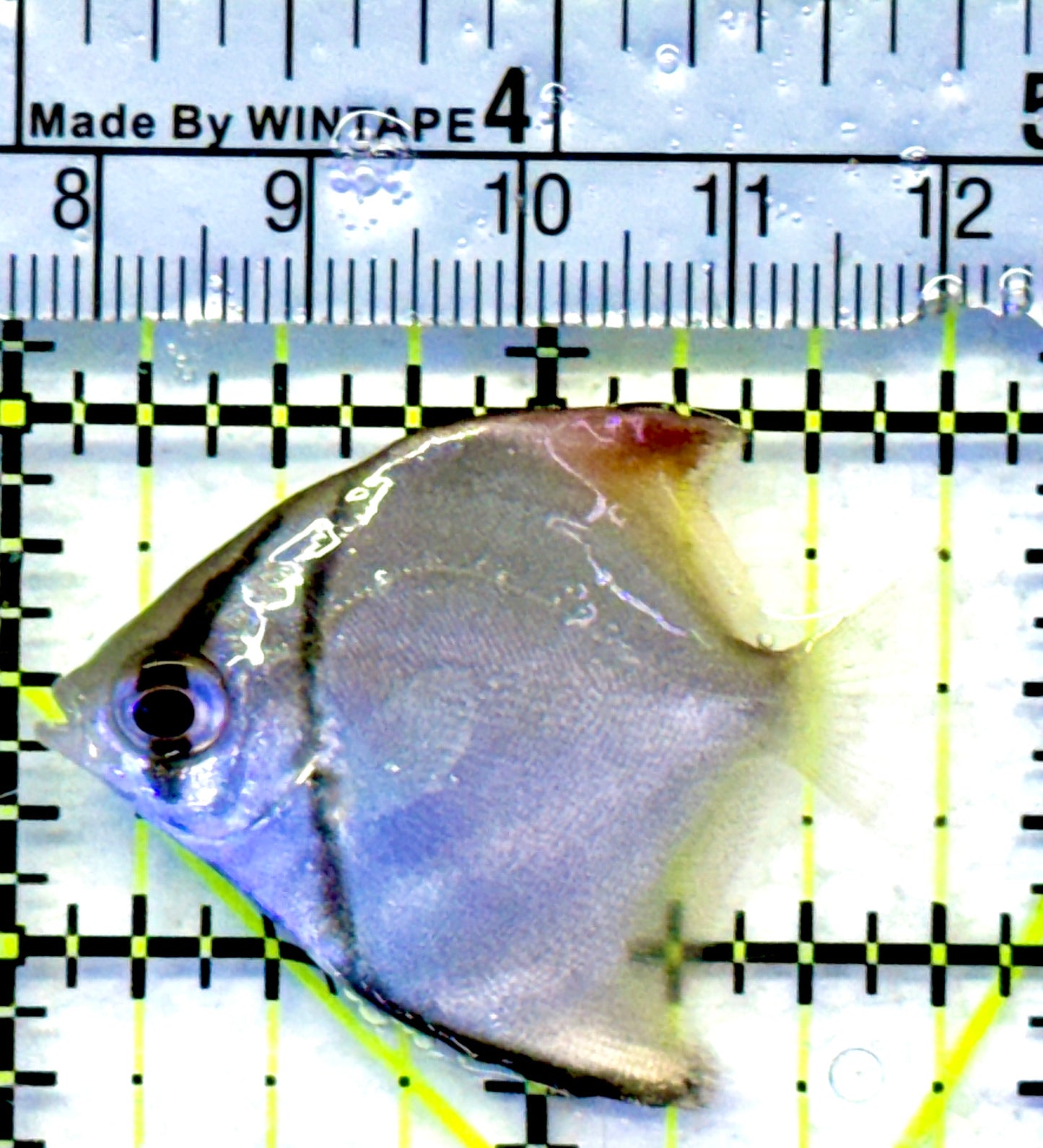 Mono Angelfish MA071903 WYSIWYG Size: SM 2"