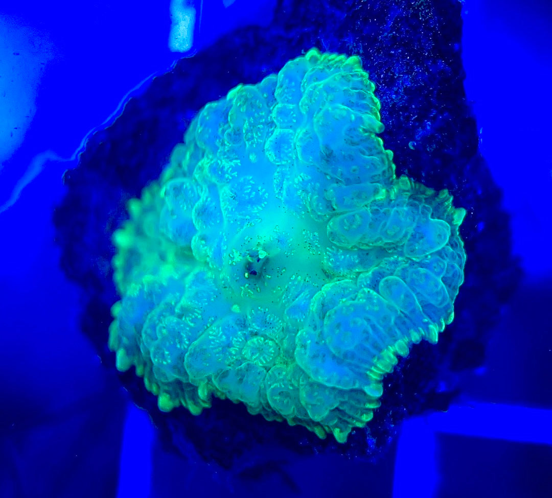 Aussie Bullseye Mushroom ABM042309 WYSIWYG