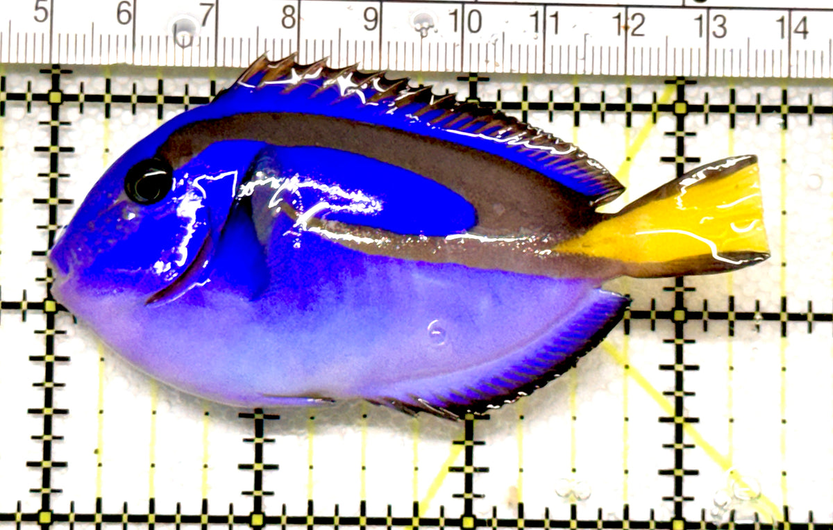 Blue Hippo Tang BHT100601 WYSIWYG Size: M 3.5" approx