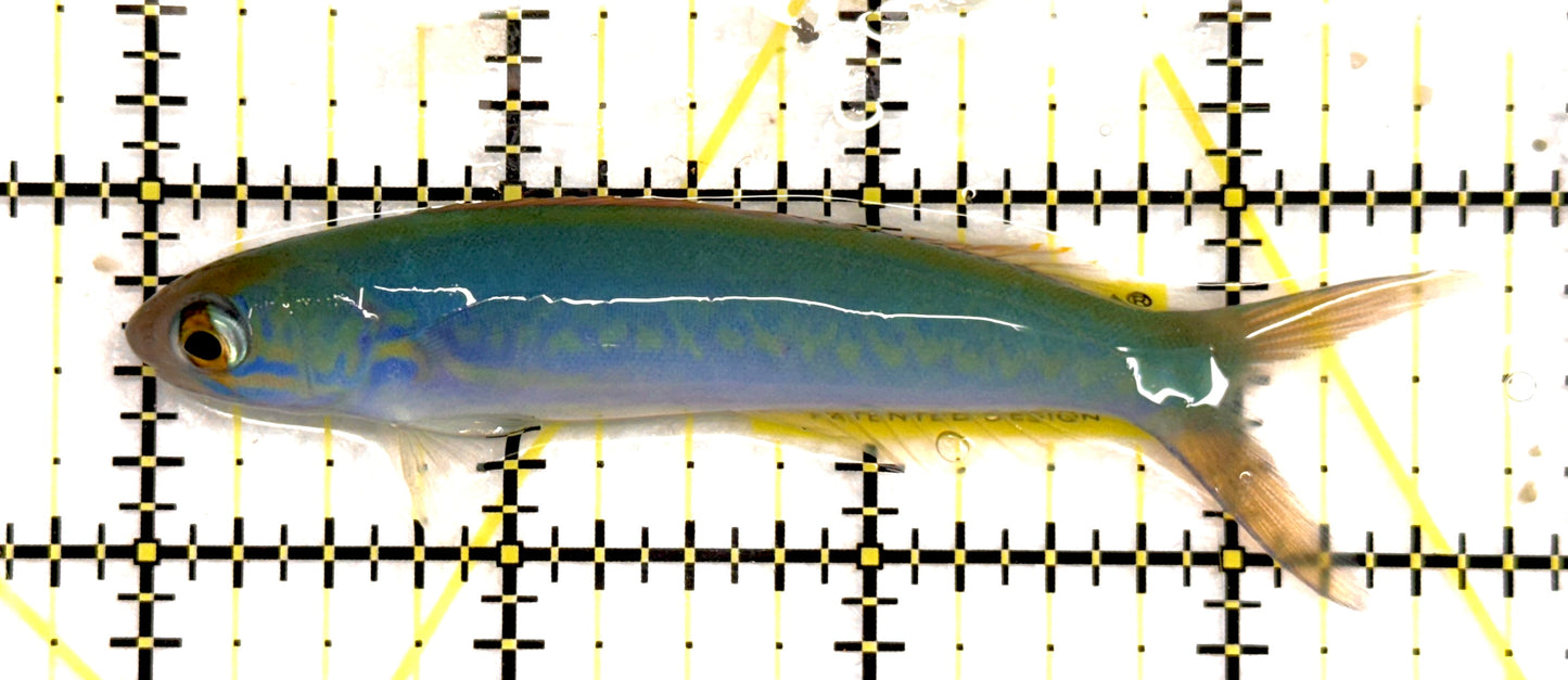 Flashing Tilefish FT092101 WYSIWYG Size: XL 3.75” approx