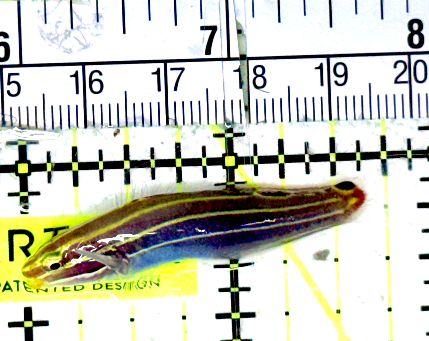 Hector's Goby HG070301 WYSIWYG Size: 1.75"