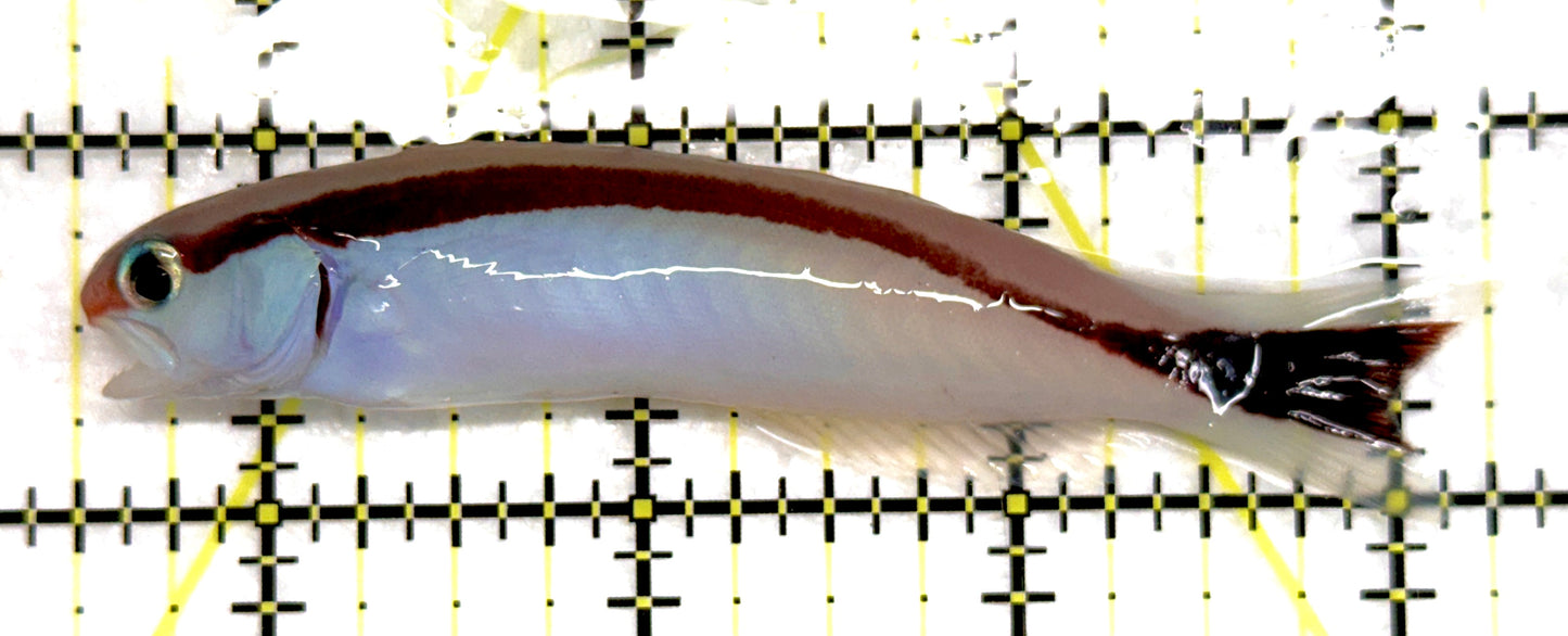 Marcosi Skunk Tilefish MST092102 WYSIWYG Size: L 3.75" approx