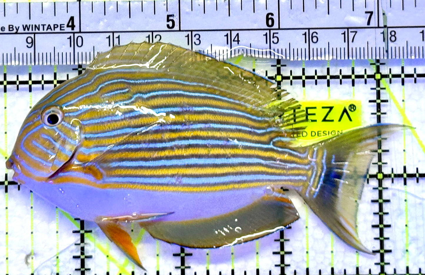 Clown Tang CT071901 WYSIWYG Size: M 4"