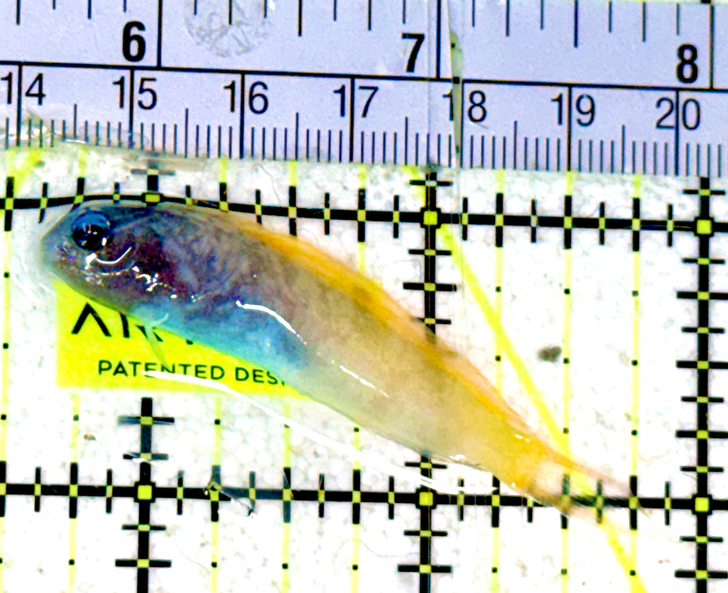 Forktail Blenny FB070301 WYSIWYG Size: 2.25"