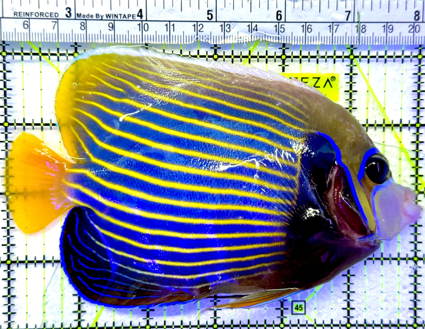 Emperor Angelfish Adult EA071901 WYSIWYG Size: L 6"