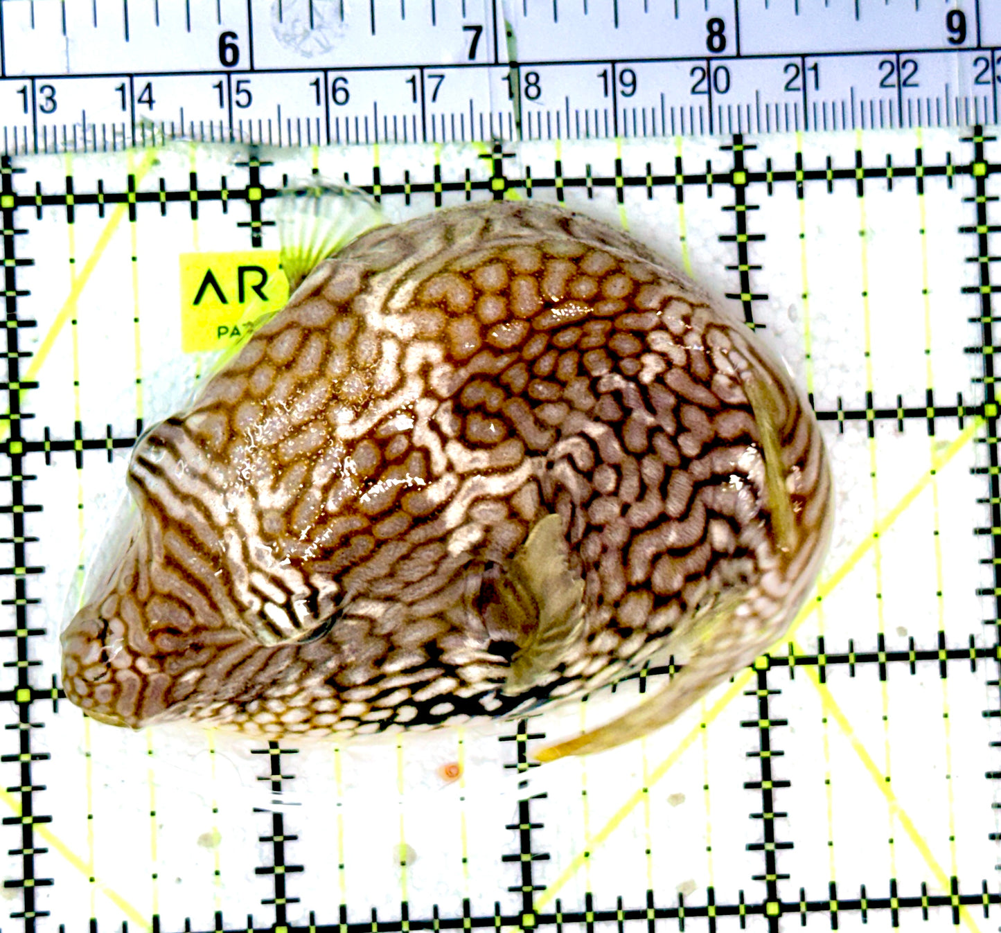 Mappa Pufferfish MP070301 WYSIWYG Size: L 5"