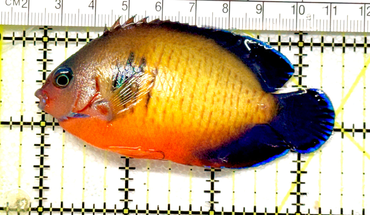Coral Beauty Angelfish CBA100601 WYSIWYG Size: L 3.5" approx